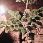 आओ चलो, दीप रखते हैं (कविता)