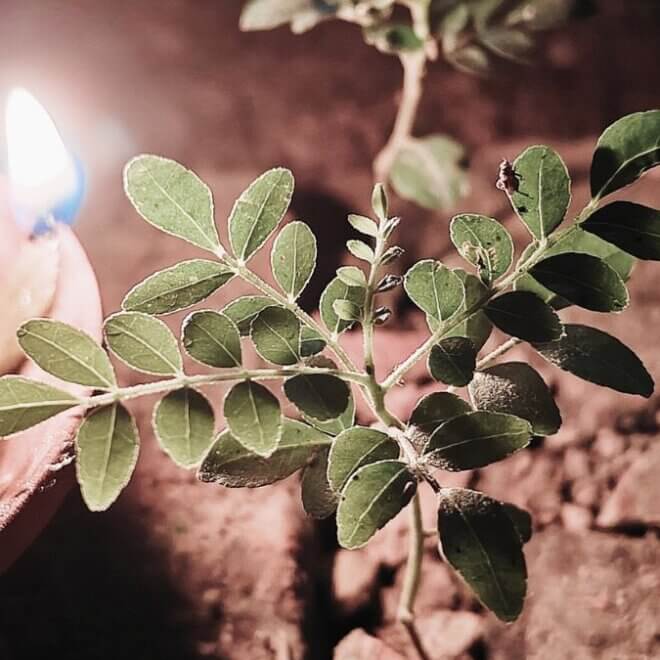 आओ चलो, दीप रखते हैं (कविता)