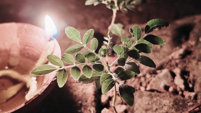 आओ चलो, दीप रखते हैं (कविता)